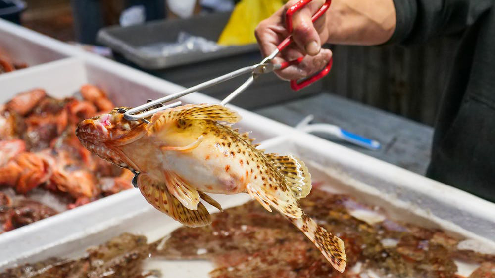 Reusable shellfish crates - Reusable plastic products for the food